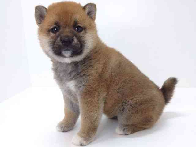 大阪府の柴犬(標準サイズ) (ひごペットフレンドリーいこらもーる泉佐野店/2025年9月27日生まれ/女の子/赤)の子犬の3枚目の画像