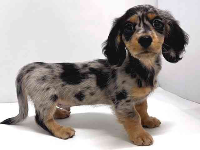 奈良県のミニチュアダックスフンド(ロング) (ひごペットフレンドリー奈良パワーシティ店/2025年9月27日生まれ/男の子/シルバーダップル)の子犬の3枚目の画像