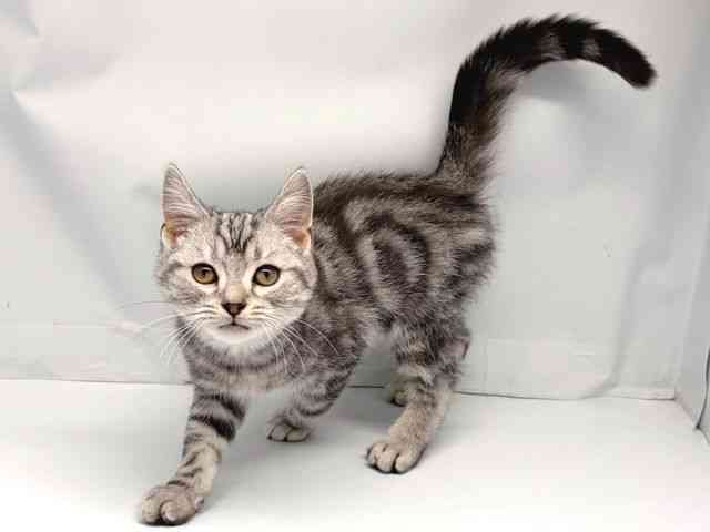 京都府のスコティッシュフォールド (ひごペットフレンドリー洛北阪急スクエア店/2025年9月7日生まれ/男の子/シルバータビー)の子猫の3枚目の画像