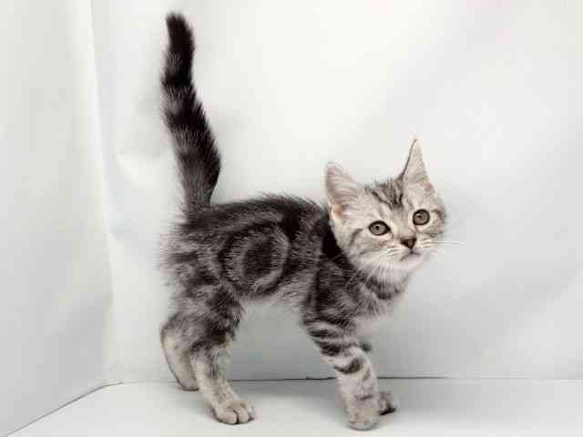 京都府のスコティッシュフォールド (ひごペットフレンドリー洛北阪急スクエア店/2025年9月7日生まれ/男の子/シルバータビー)の子猫の3枚目の画像