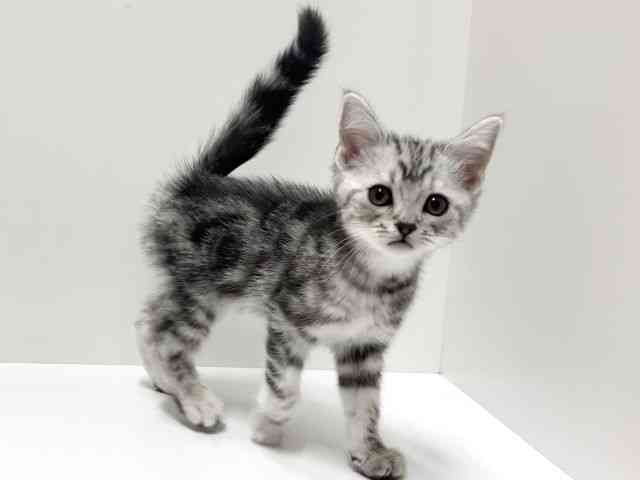 愛知県のスコティッシュフォールド (ひごペットフレンドリーららぽーと名古屋みなとアクルス店/2025年9月7日生まれ/男の子/シルバータビー)の子猫の3枚目の画像