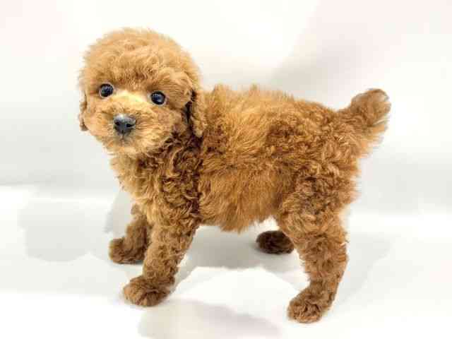 大阪府のトイプードル(トイ) (ひごペットフレンドリーイオンタウン豊中庄内店/2025年9月27日生まれ/男の子/レッド)の子犬の3枚目の画像