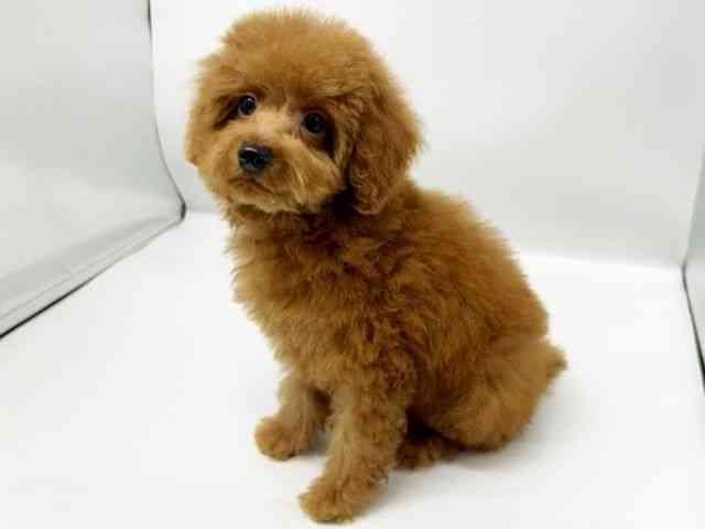 大阪府のトイプードル(トイ) (ひごペットフレンドリーイオンタウン豊中庄内店/2025年9月27日生まれ/男の子/レッド)の子犬の3枚目の画像