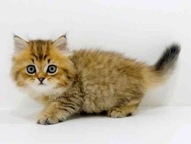 広島県のペルシャ (ひごペットフレンドリーフジグラン神辺店/2025年9月27日生まれ/男の子/チンチラゴールデン)の子猫の3枚目の画像