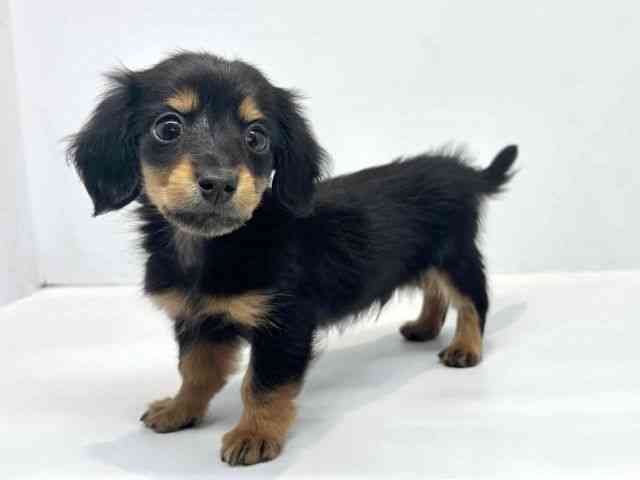 大阪府のカニンヘンダックスフンド(ロング) (ひごペットフレンドリーセブンパーク天美店/2025年9月27日生まれ/男の子/ブラックタン)の子犬の3枚目の画像