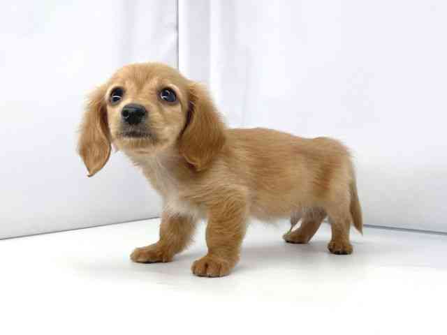 兵庫県のカニンヘンダックスフンド(ロング) (ひごペットフレンドリーイオンタウン加古川店/2025年9月27日生まれ/男の子/ゴールド)の子犬の3枚目の画像