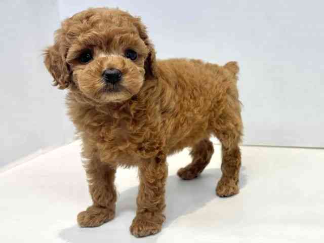 大阪府のトイプードル(トイ) (ひごペットフレンドリーセブンパーク天美店/2025年9月25日生まれ/女の子/レッド)の子犬の3枚目の画像