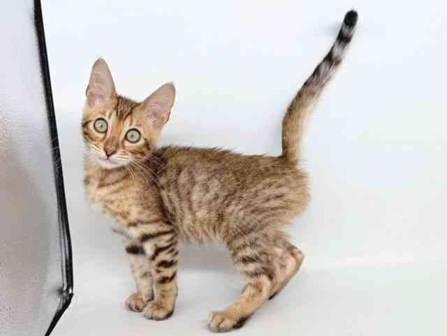 大阪府のベンガル (ひごペットフレンドリー瓜破店/2025年9月24日生まれ/男の子/ブラウンスポットタビー)の子猫の3枚目の画像