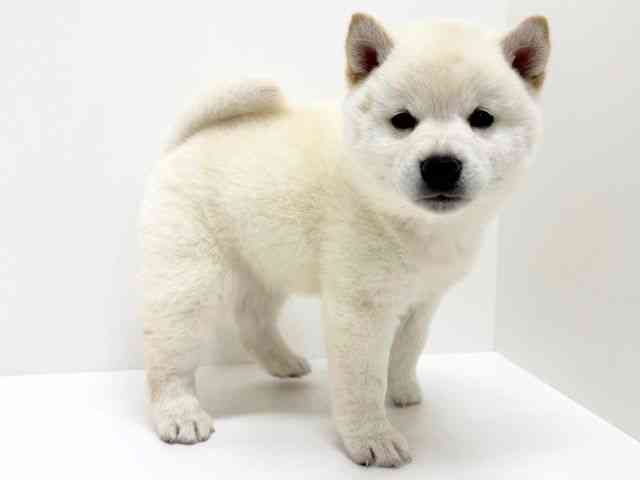 大阪府の柴犬(標準サイズ) (ひごペットフレンドリーくずはモール店/2025年9月28日生まれ/男の子/白)の子犬の3枚目の画像