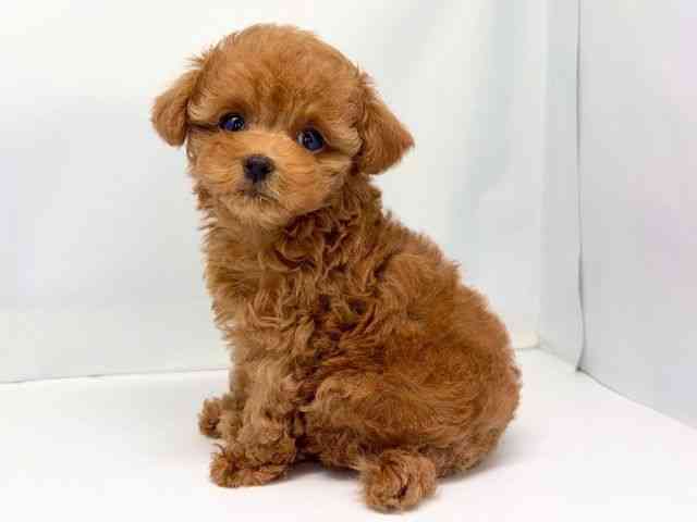 京都府のトイプードル(トイ) (ひごペットフレンドリー洛北阪急スクエア店/2025年9月25日生まれ/女の子/レッドフォーン)の子犬の3枚目の画像