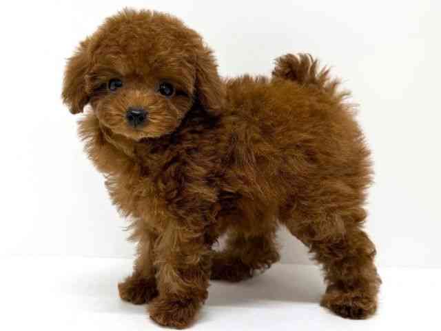 大阪府のトイプードル(トイ) (ひごペットフレンドリーくずはモール店/2025年9月28日生まれ/女の子/レッド)の子犬の3枚目の画像