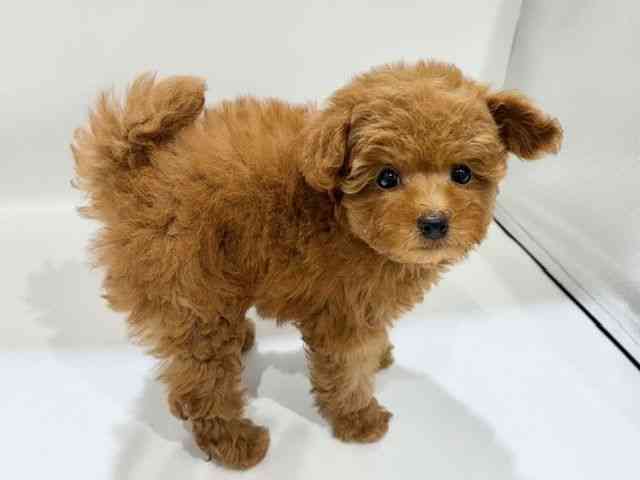 大阪府のトイプードル(トイ) (ひごペットフレンドリーイオンタウン豊中庄内店/2025年9月29日生まれ/女の子/レッド)の子犬の3枚目の画像