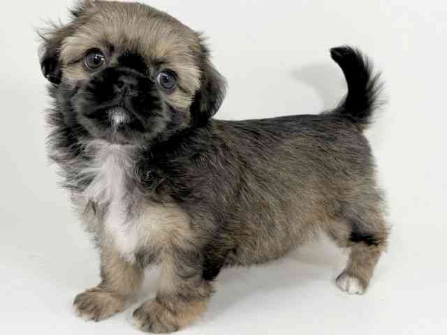 京都府のチワズー/チワシーズ(チワワ×シーズー) (ひごペットフレンドリーイズミヤショッピングセンター八幡店/2025年9月29日生まれ/女の子/ゴールド)の子犬の3枚目の画像