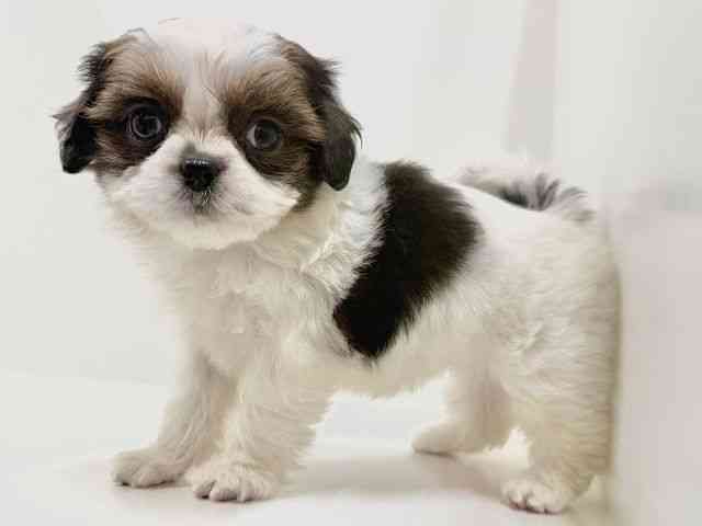 奈良県のチワズー/チワシーズ(チワワ×シーズー) (ひごペットフレンドリーイオンモール橿原ウエスト・ビレッジ店/2025年9月29日生まれ/女の子/ゴールドホワイト)の子犬の3枚目の画像