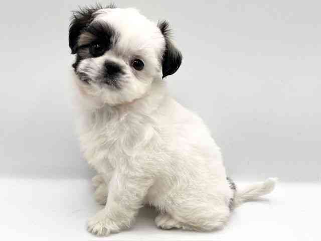 京都府のチワズー/チワシーズ(チワワ×シーズー) (ひごペットフレンドリーイオンモール高の原店/2025年9月29日生まれ/女の子/ゴールドホワイト)の子犬の3枚目の画像