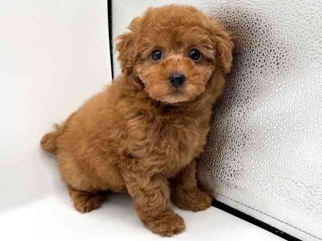 京都府のトイプードル(トイ) (ひごペットフレンドリーイオンモール高の原店/2025年9月28日生まれ/女の子/レッド)の子犬の3枚目の画像