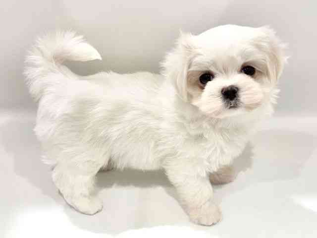 大阪府のマルチーズ (ひごペットフレンドリーイオンタウン豊中庄内店/2025年9月29日生まれ/女の子/ホワイト)の子犬の3枚目の画像