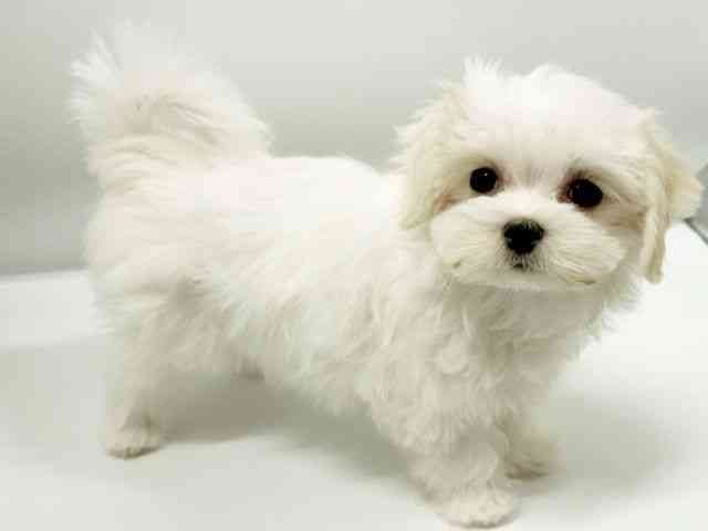 大阪府のマルチーズ (ひごペットフレンドリーイオンタウン豊中庄内店/2025年9月29日生まれ/女の子/ホワイト)の子犬の3枚目の画像