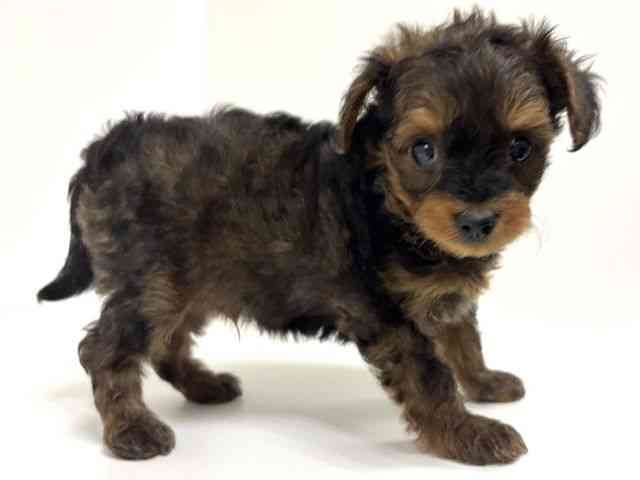 愛知県のポメキー(ポメラニアン×ヨークシャーテリア) (ひごペットフレンドリーイトーヨーカドー知多店/2025年9月29日生まれ/男の子/ブリンドル)の子犬の3枚目の画像