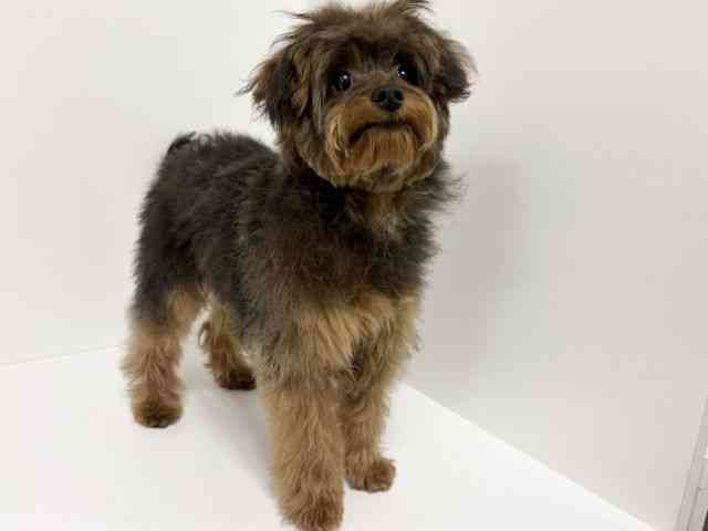 愛知県のポメキー(ポメラニアン×ヨークシャーテリア) (ひごペットフレンドリーイトーヨーカドー知多店/2025年9月29日生まれ/男の子/ブリンドル)の子犬の3枚目の画像