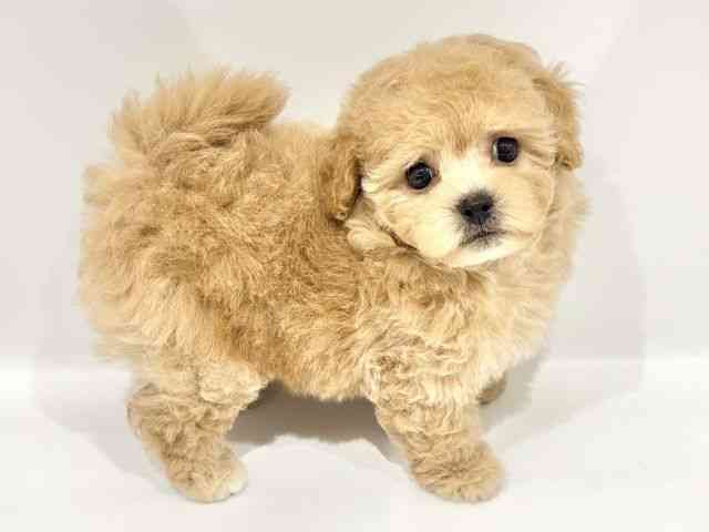 大阪府のハーフ犬・ミックス犬 (ひごペットフレンドリーイオンタウン豊中庄内店/2025年9月28日生まれ/男の子/アプリコット)の子犬の3枚目の画像