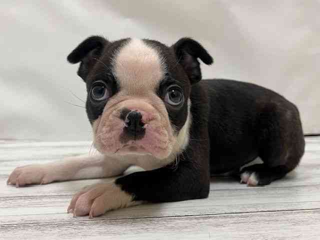 和歌山県のボストンテリア (ひごペットフレンドリーパームシティ和歌山店/2025年9月28日生まれ/男の子/ボストンカラー)の子犬の3枚目の画像