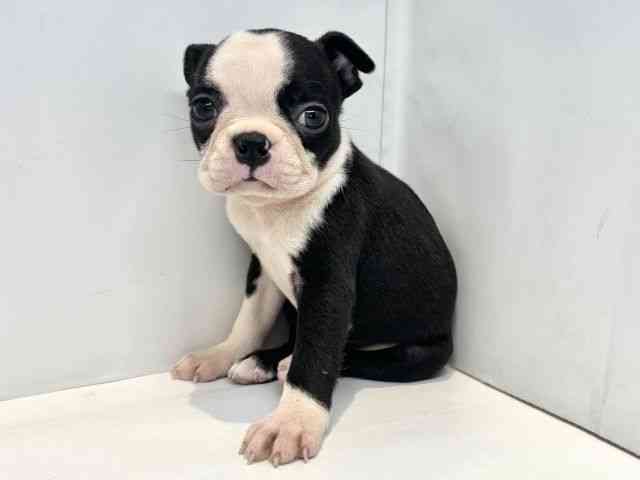 大阪府のボストンテリア (ひごペットフレンドリーセブンパーク天美店/2025年9月28日生まれ/女の子/ボストンカラー)の子犬の3枚目の画像