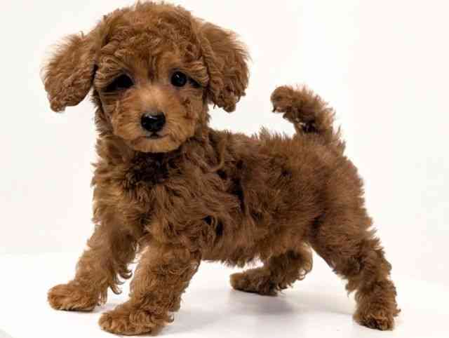 福岡県のトイプードル(トイ) (ひごペットフレンドリーリバーウォーク北九州店/2025年9月26日生まれ/女の子/レッド)の子犬の3枚目の画像