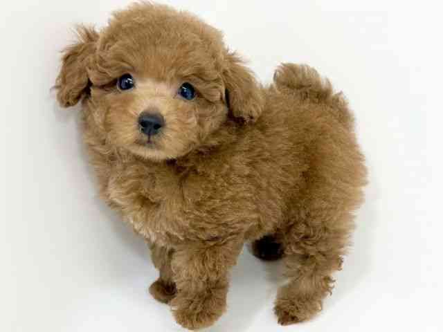 京都府のトイプードル(トイ) (ひごペットフレンドリーイズミヤショッピングセンター八幡店/2025年9月28日生まれ/男の子/レッド)の子犬の3枚目の画像