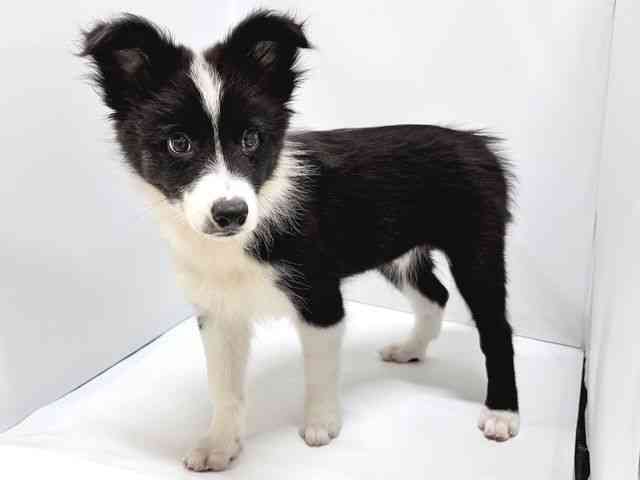 奈良県のボーダーコリー (ひごペットフレンドリー奈良パワーシティ店/2025年8月3日生まれ/男の子/ブラックホワイト)の子犬の3枚目の画像