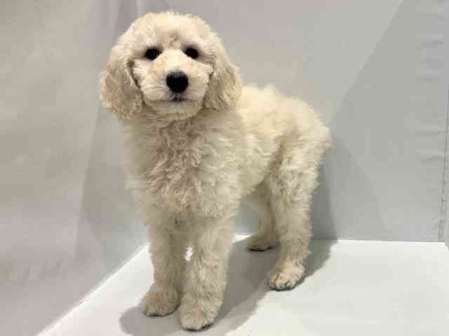 大阪府のスタンダードプードル (ひごペットフレンドリーセブンパーク天美店/2025年9月23日生まれ/女の子/クリーム)の子犬の3枚目の画像