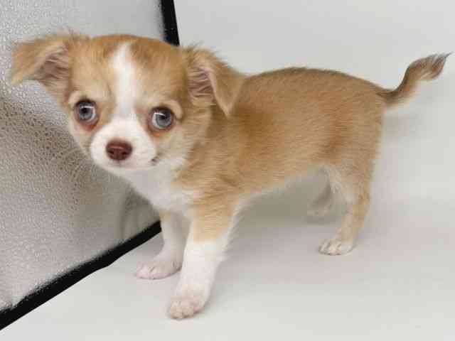 大阪府のチワワ(ロング) (ひごペットフレンドリー瓜破店/2025年9月30日生まれ/女の子/チョコレートフォーンホワイト)の子犬の3枚目の画像