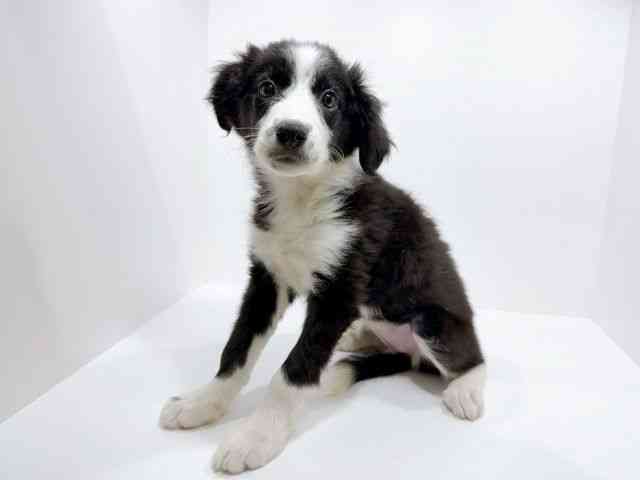 香川県のボーダーコリー (ひごペットフレンドリーゆめタウン高松店/2025年9月30日生まれ/女の子/ブラックホワイト)の子犬の3枚目の画像