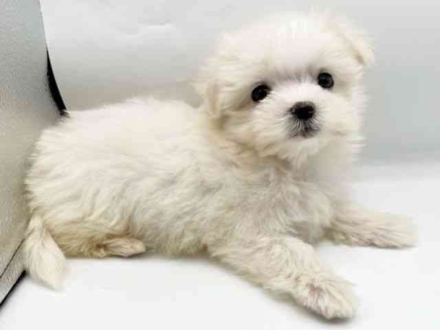 奈良県のマルチーズ (ひごペットフレンドリートナリエ大和高田店/2025年9月16日生まれ/女の子/ホワイト)の子犬の3枚目の画像