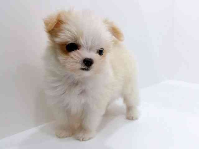 広島県のチワマル/マルチワ(チワワ×マルチーズ) (ひごペットフレンドリーフジグラン神辺店/2025年9月22日生まれ/女の子/ホワイトクリーム)の子犬の3枚目の画像