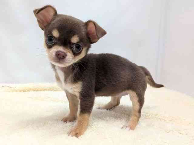 広島県のチワワ(スムース) (ひごペットフレンドリーゆめタウン廿日市店/2025年9月30日生まれ/女の子/チョコレートタン)の子犬の3枚目の画像