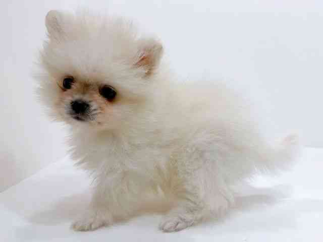 広島県のポメラニアン (ひごペットフレンドリーフジグラン神辺店/2025年9月27日生まれ/男の子/ホワイト)の子犬の3枚目の画像