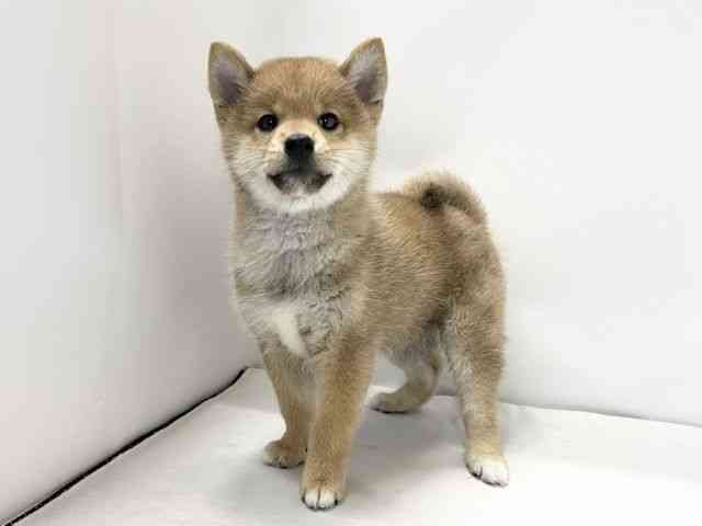 愛媛県の柴犬(標準サイズ) (ひごペットフレンドリーイオンモール今治新都市店/2025年9月28日生まれ/男の子/赤)の子犬の3枚目の画像