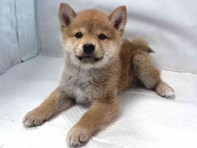 大阪府の柴犬(標準サイズ) (ひごペットフレンドリー堺プラットプラット店/2025年9月28日生まれ/男の子/赤)の子犬の3枚目の画像