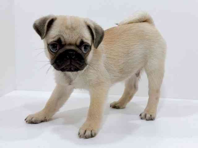 広島県のパグ (ひごペットフレンドリーフジグラン神辺店/2025年9月24日生まれ/男の子/フォーン)の子犬の3枚目の画像