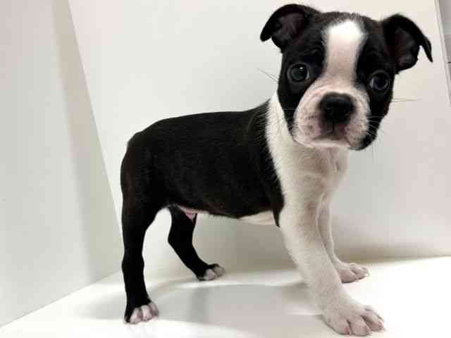 奈良県のボストンテリア (ひごペットフレンドリーイオンモール橿原ウエスト・ビレッジ店/2025年9月25日生まれ/男の子/ボストンカラー)の子犬の3枚目の画像