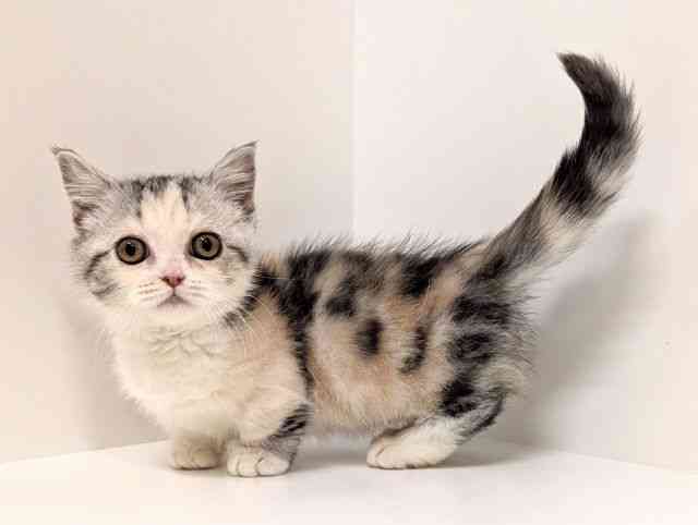 福岡県のミヌエット (ひごペットフレンドリーリバーウォーク北九州店/2025年9月15日生まれ/女の子/シルバーパッチドタビーホワイト)の子猫の3枚目の画像