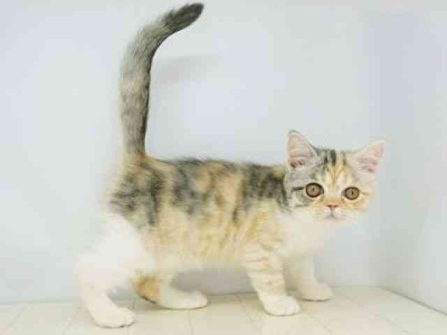 福岡県のミヌエット (ひごペットフレンドリーゆめタウン筑紫野店/2025年9月15日生まれ/女の子/シルバーパッチドタビーホワイト)の子猫の3枚目の画像