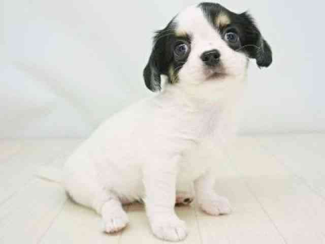 福岡県のチワックス(チワワ×ダックス) (ひごペットフレンドリーゆめタウン筑紫野店/2025年9月28日生まれ/女の子/ブラックタンホワイト)の子犬の3枚目の画像