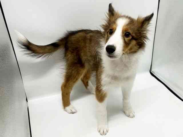 大阪府のシェットランドシープドッグ (ひごペットフレンドリーイオンタウン豊中庄内店/2025年9月30日生まれ/女の子/セーブルホワイト)の子犬の3枚目の画像