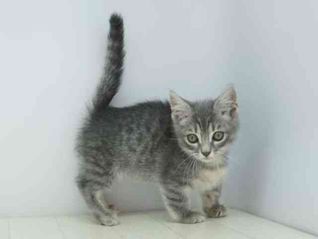 福岡県のマンチカン (ひごペットフレンドリーゆめタウン筑紫野店/2025年9月27日生まれ/女の子/ブラウンタビー)の子猫の3枚目の画像