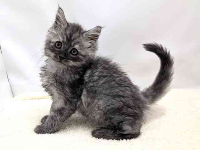 広島県のメインクーン (ひごペットフレンドリーゆめタウン廿日市店/2025年9月29日生まれ/男の子/シルバータビー)の子猫の3枚目の画像