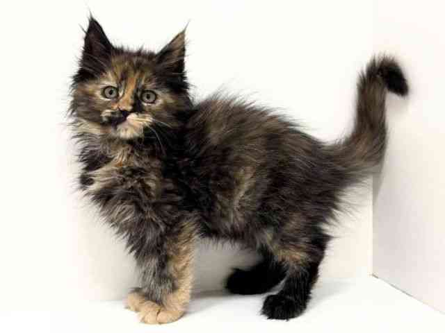 福岡県のメインクーン (ひごペットフレンドリーリバーウォーク北九州店/2025年9月29日生まれ/女の子/トーティーシェル)の子猫の3枚目の画像