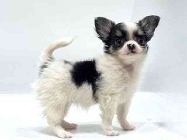 愛知県のチワワ(ロング) (ひごペットフレンドリーヴィアモール アピタ江南西店/2025年9月26日生まれ/女の子/ホワイトブラックタン)の子犬の3枚目の画像