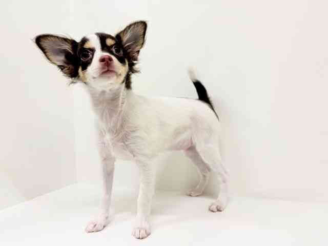 福岡県のチワワ(ロング) (ひごペットフレンドリーリバーウォーク北九州店/2025年9月27日生まれ/女の子/ホワイトチョコレートタン)の子犬の3枚目の画像